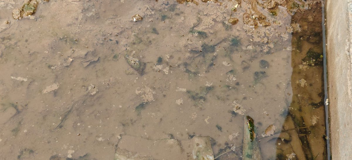 ShelaSociety's tweet photo. Kavisha Builder is allegedly discharging basement drainage water onto Shela Nr Maher home 4 roads, causing waterlogging and serious public health risks also Mosquito breeding started look into this ASAP @CMOGuj @AMCAhmedabad @dsbccAmc @prafulpbjp @CommissionerAmc @SDMSanand https://t.co/xBEluDA6Jq