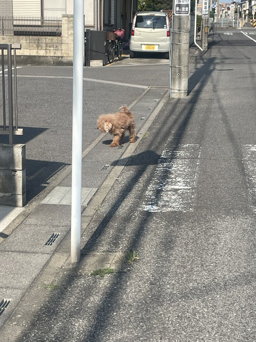 morimoriryo's tweet photo. 春日部 武里 牧歌近くに迷子犬いた
 #脱走犬
 #迷子犬 https://t.co/6pKwTDNT39
