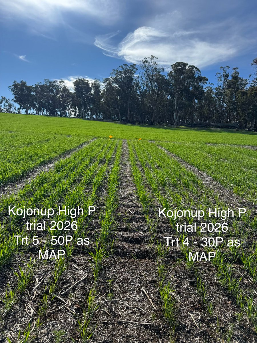 DirtSouthern's tweet photo. We've been capturing comparison photos from our High Phosphorus-Fixing Soils trial site, monitoring how different P management strategies are performing throughout the season. Looking forward to tracking these plots through to harvest & beyond! #HighPfixingsoils #SoilHealth https://t.co/2OphgBd2Bx