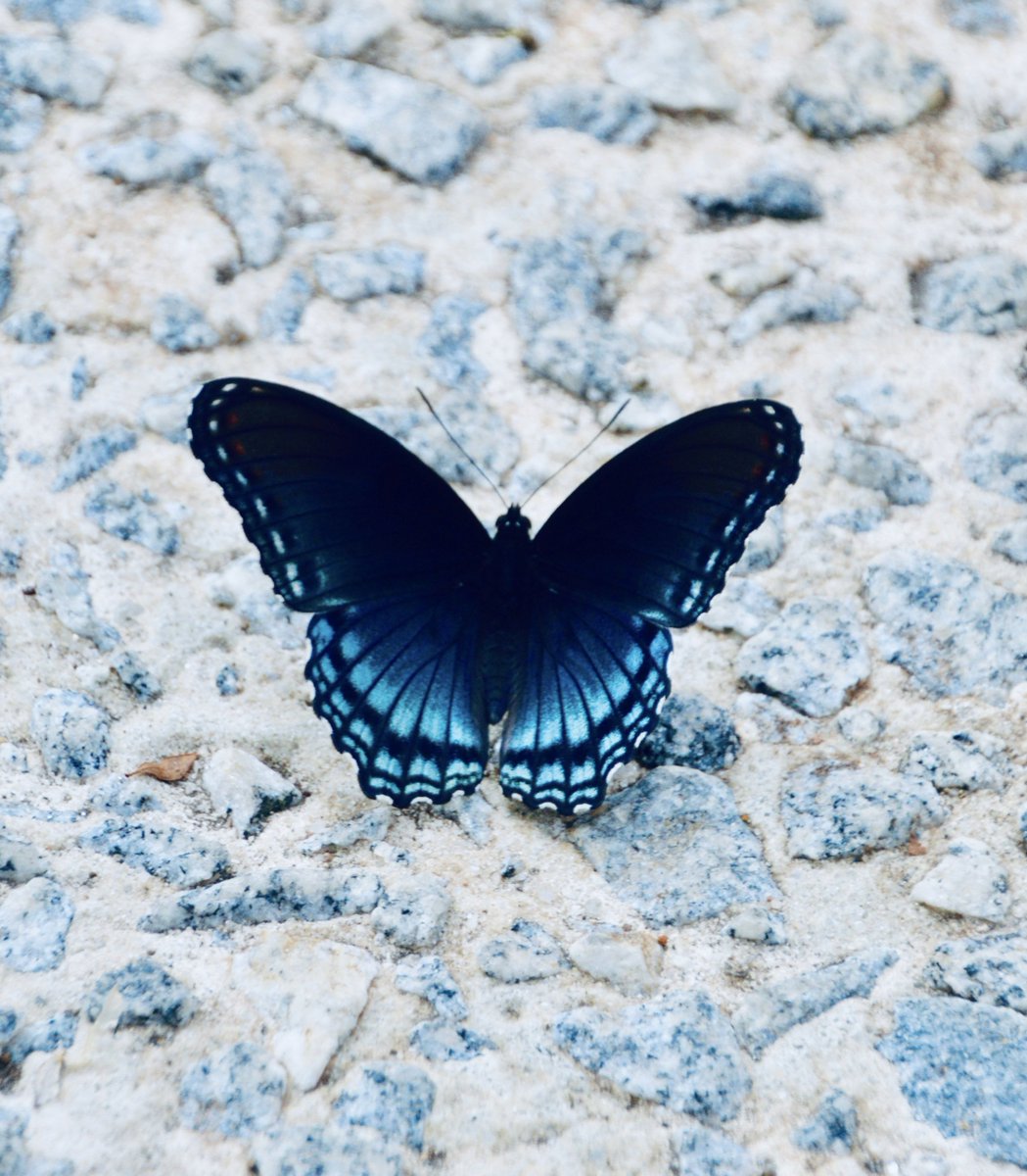 earthcurated's tweet photo. In many traditions, butterflies symbolize transformation, hope, and the belief that loved ones are never truly far away. https://t.co/lAJPAC85fm