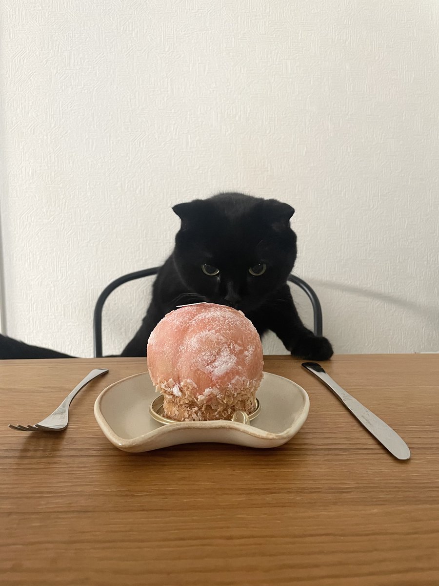 takibi_kurotora's tweet photo. ﾅﾆｺﾚｪｪｪｪ…⁉︎🐈‍⬛ https://t.co/QwoKBzc8oi