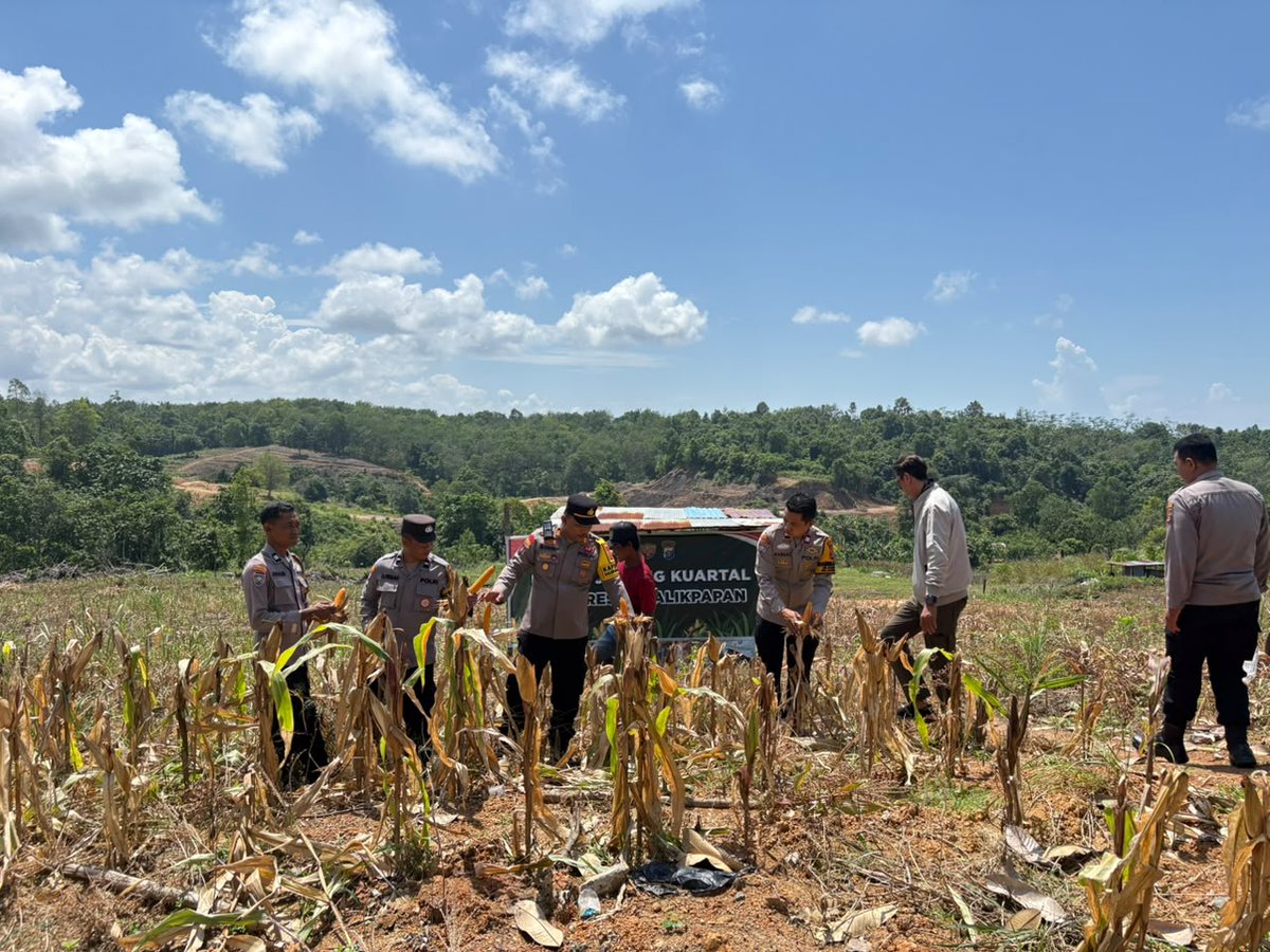 Humas439's tweet photo. 🌽 Panen Raya untuk Ketahanan Pangan!

Polresta Balikpapan melalui Polsek Balikpapan Timur menggelar Panen Raya Jagung Kuartal II Tahun 2026 di lahan seluas 1 hektare di Kelurahan Lamaru.

#PolriPresisi #PolrestaBalikpapan #PolsekBalikpapanTimur #AstaCita #KetahananPangan https://t.co/JzK1HVgRao