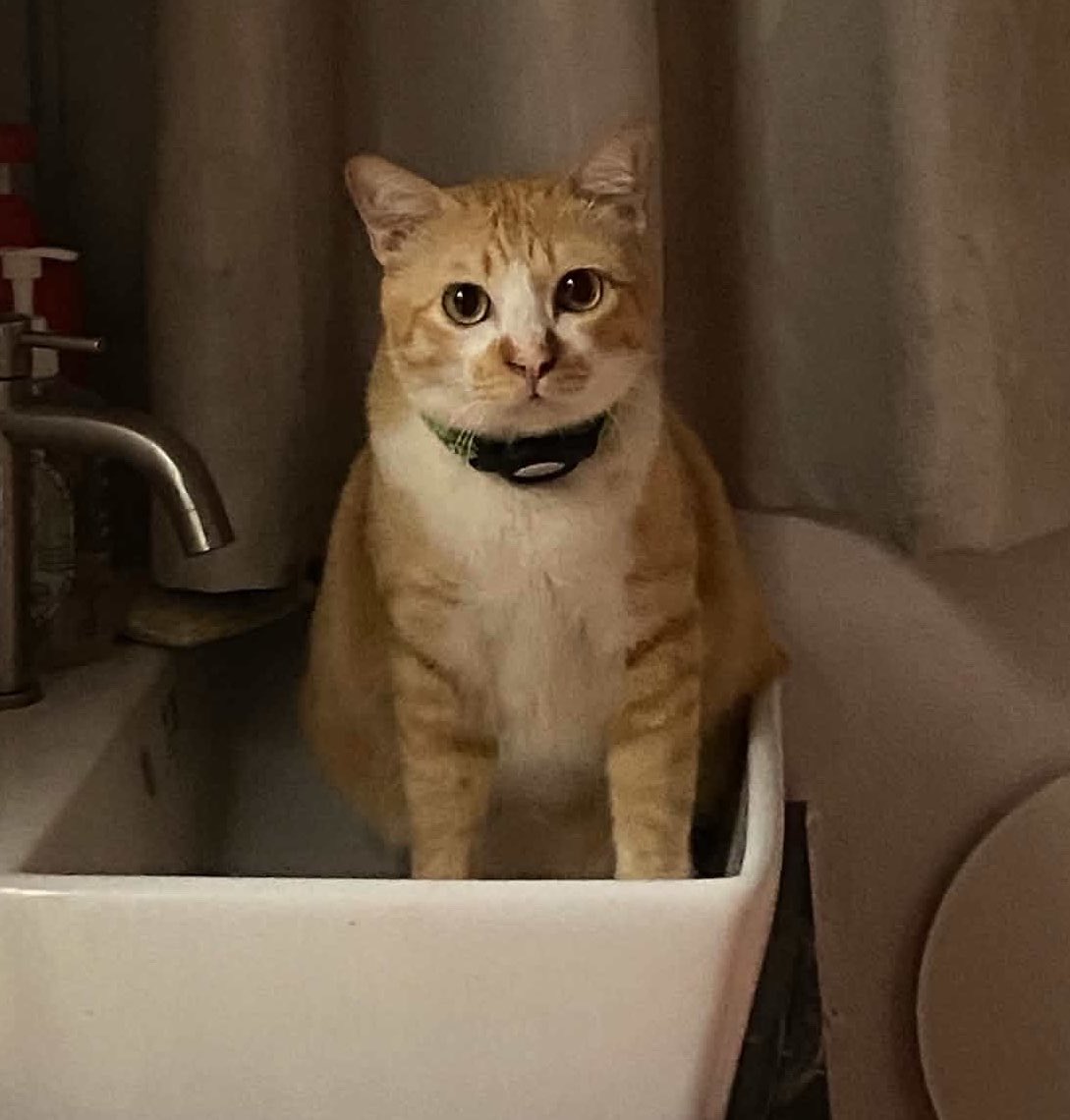 peemmr3's tweet photo. 🐈 https://t.co/YWz1M5p0Mt