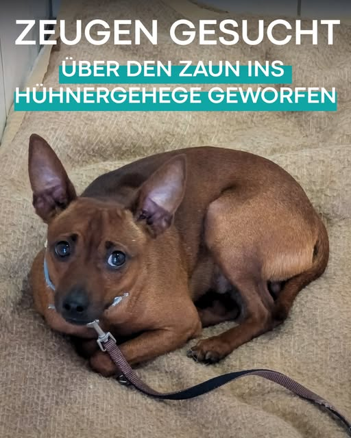 yolandaschultes's tweet photo. 28357 Bremen
Hund über den Zaun geworfen
Kopie Bremer Tierschutzverein und Bremer Tierheim
ZEUGEN GESUCHT 
Gestern wurde dieser Rüde über den Zaun in unser Hühnergehege geworfen!
Das ist nicht nur extrem gefährlich für den Hund, sondern kann auch gefährlich für unsere Hühner werden. Wer hat gestern am 30.07. etwas Verdächtiges beobachtet oder erkennt ggf. sogar den Hund?
Meldet euch bei uns!
+49 421 351133
info@bremer-tierschutzverein.de