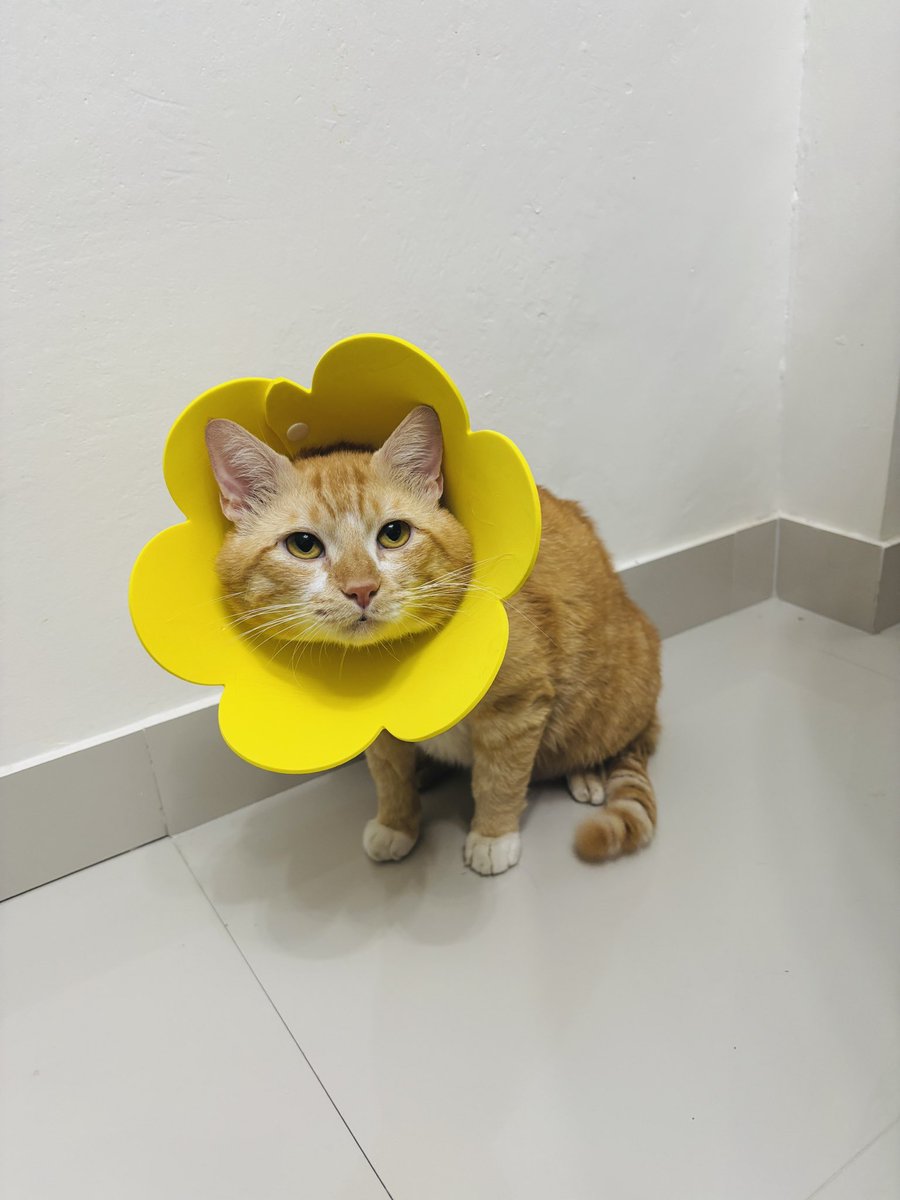 kimchiloq's tweet photo. hiii guys! just a quick update!
kimchi baru aja steril hari minggu kemarin dan saat ini sedang recovery! maaf yaaa akunya jg lg jarang post di X 🥲💕 https://t.co/Imnp30qVxA
