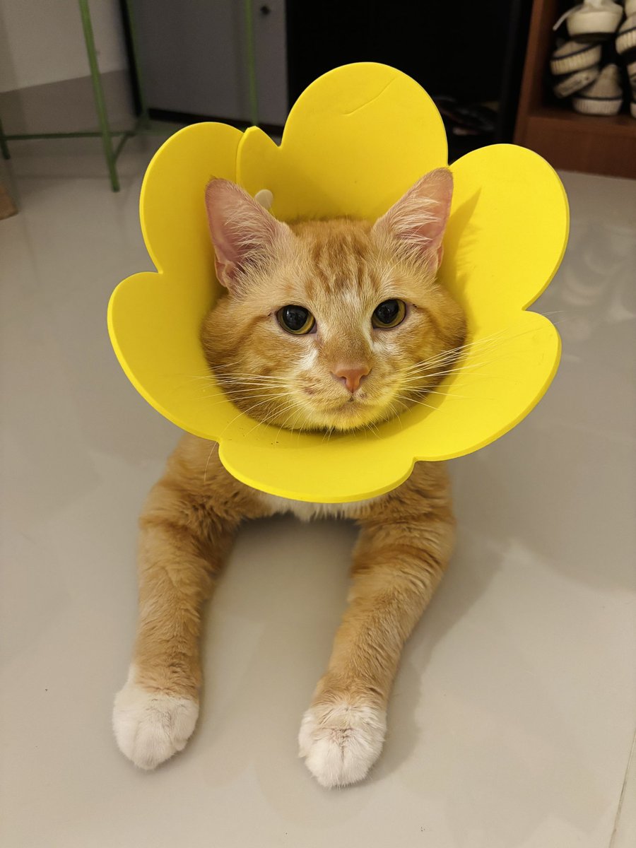 kimchiloq's tweet photo. hiii guys! just a quick update!
kimchi baru aja steril hari minggu kemarin dan saat ini sedang recovery! maaf yaaa akunya jg lg jarang post di X 🥲💕 https://t.co/Imnp30qVxA