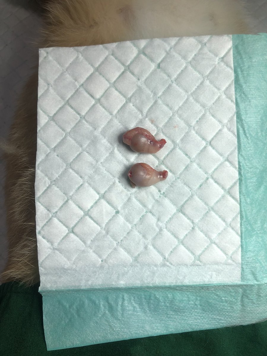 kimchiloq's tweet photo. hiii guys! just a quick update!
kimchi baru aja steril hari minggu kemarin dan saat ini sedang recovery! maaf yaaa akunya jg lg jarang post di X 🥲💕 https://t.co/Imnp30qVxA