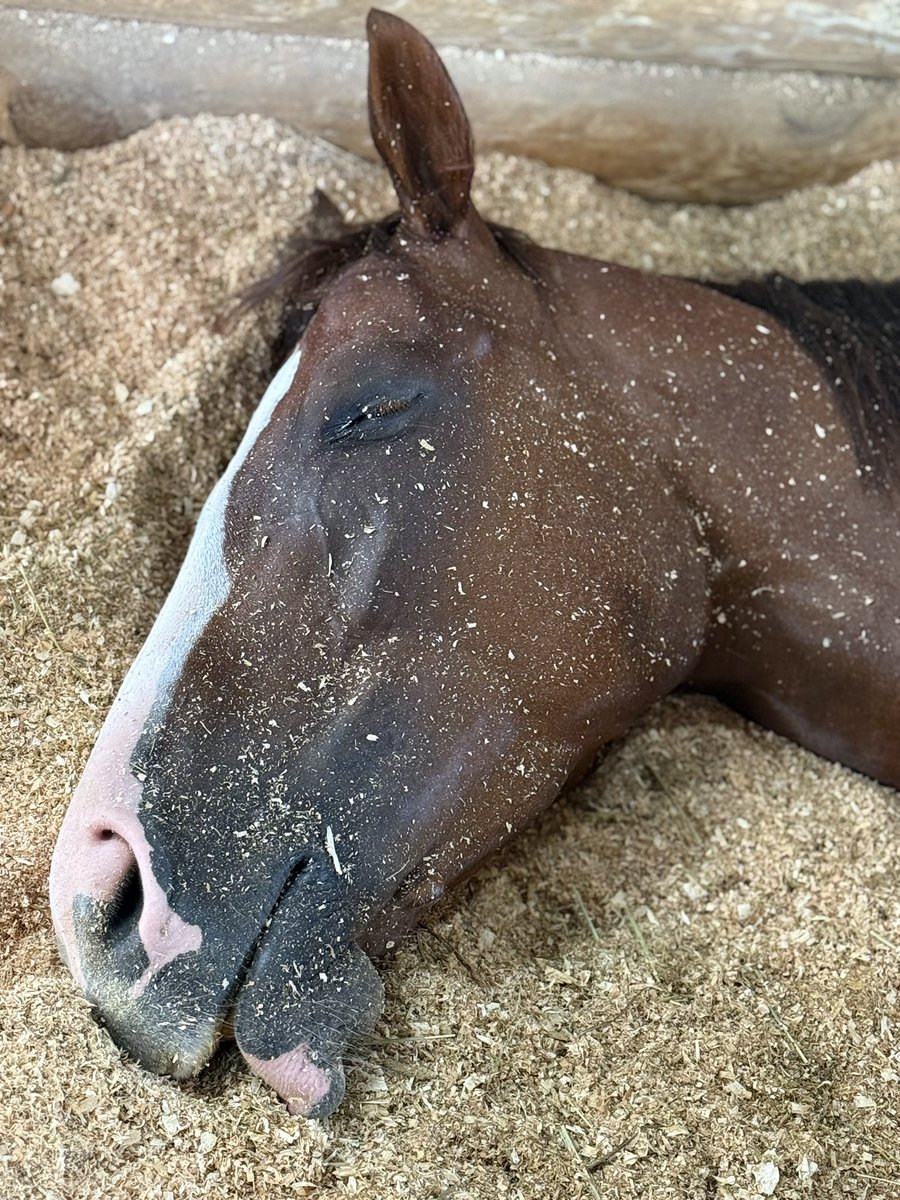 mkhurkk3's tweet photo. 一通りミストで楽しんだ後はおやすみ時間💤
お顔がおがだらけ🤣 https://t.co/5rJcDAKKpE