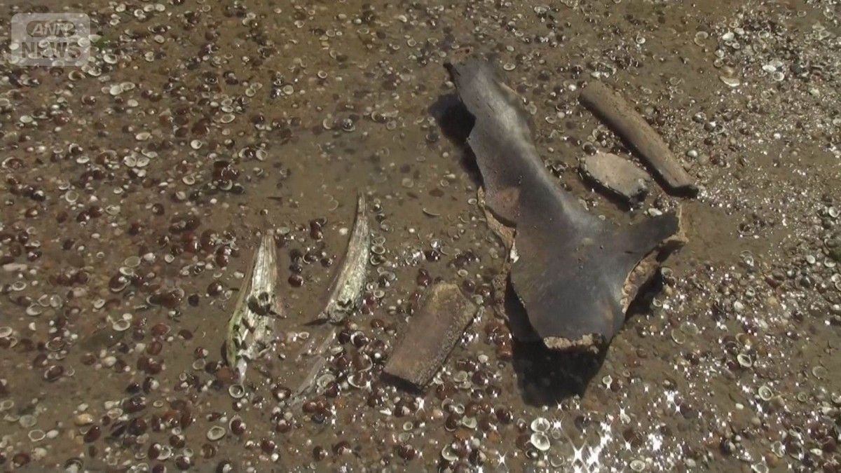 NEWS333's tweet photo. ドナウ川の川底からマンモスの化石　猛暑で水位低下し地表に…　数千年前に息絶えたか https://t.co/9A6tTMiGhz

　猛暑や干ばつで水位が下がったブルガリア北部の川の底から #マンモスの化石 が発見されました。化石が見つかったのはブルガリアのルセ州にあるドナウ川です。 https://t.co/FBKsfFdlWP