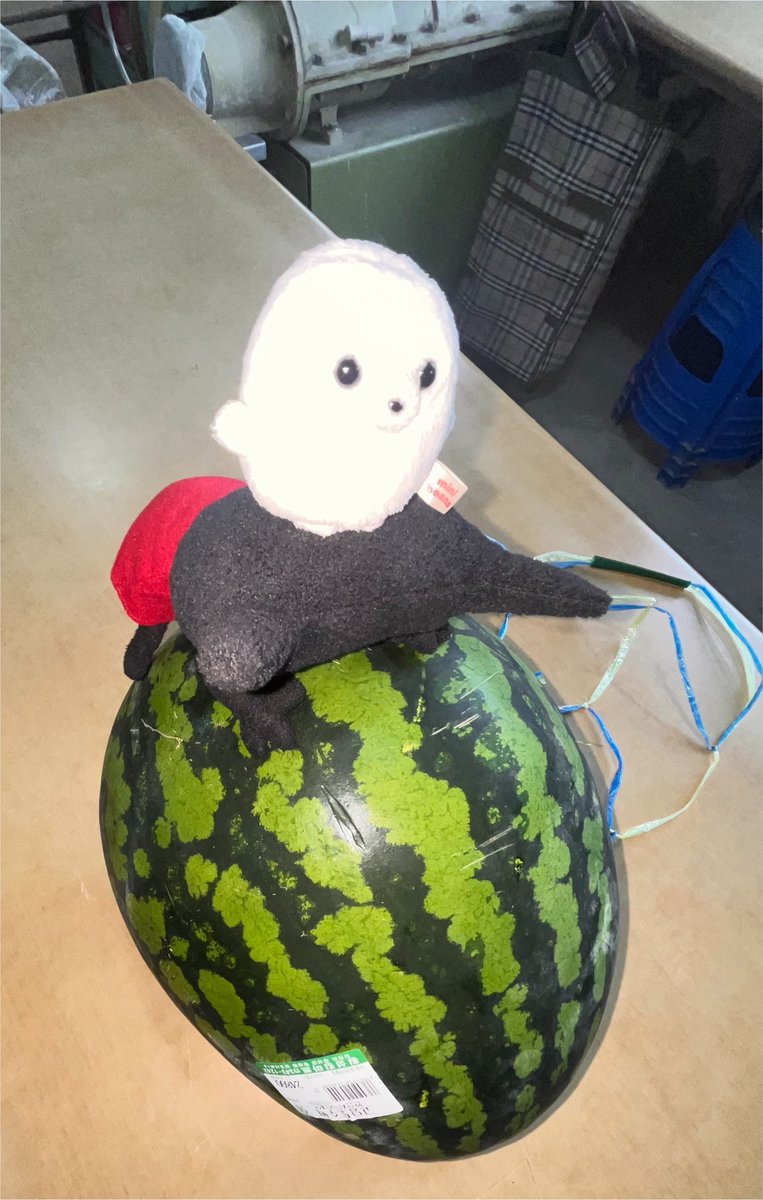 immulkkae's tweet photo. 거대 수박 위에 ”군림“ https://t.co/TFiiY8YSM0