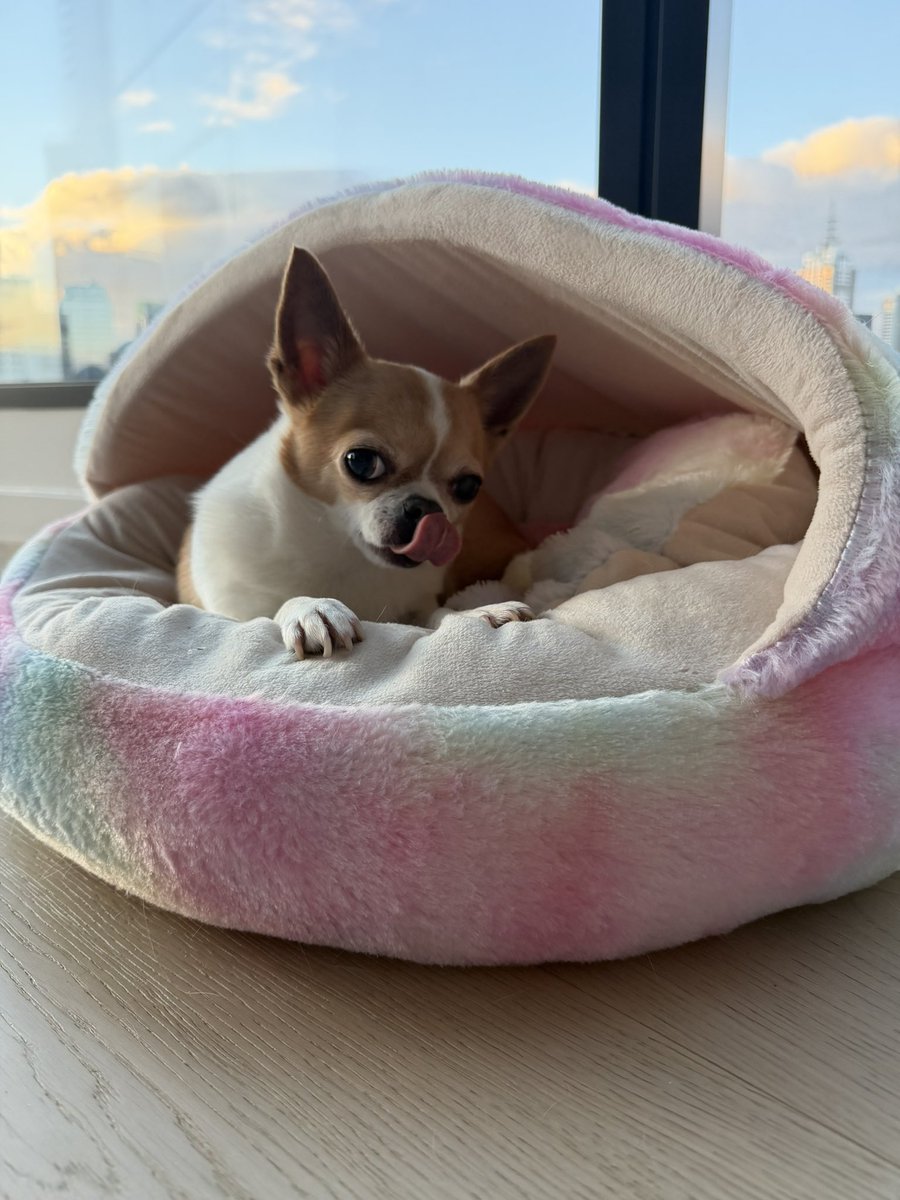Florence the Wonder Chi tweet media
