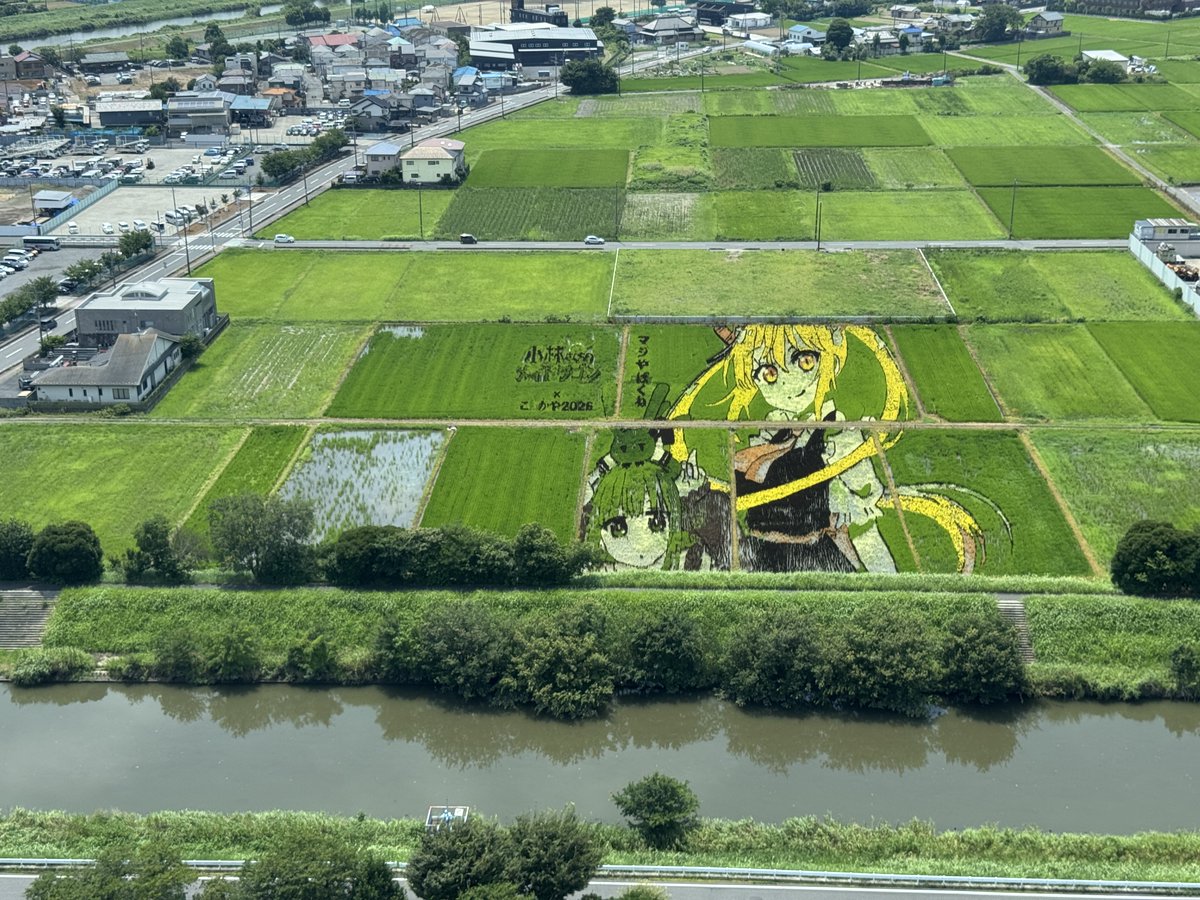 koshigayakanko's tweet photo. 今週の稲の生育状況はコチラ！
暑さで弱ってしまうことも多い黄色の稲が、今夏は過去に例を見ないほど鮮やかに！トールの瞳と髪を金色に染めています。見頃は８月上旬～中旬頃まで続くので、今後もたくさんの方の来場をお待ちしています！
#田んぼアート #小林さんちのメイドラゴン #越谷メイドラゴン https://t.co/QGQTGvYOci