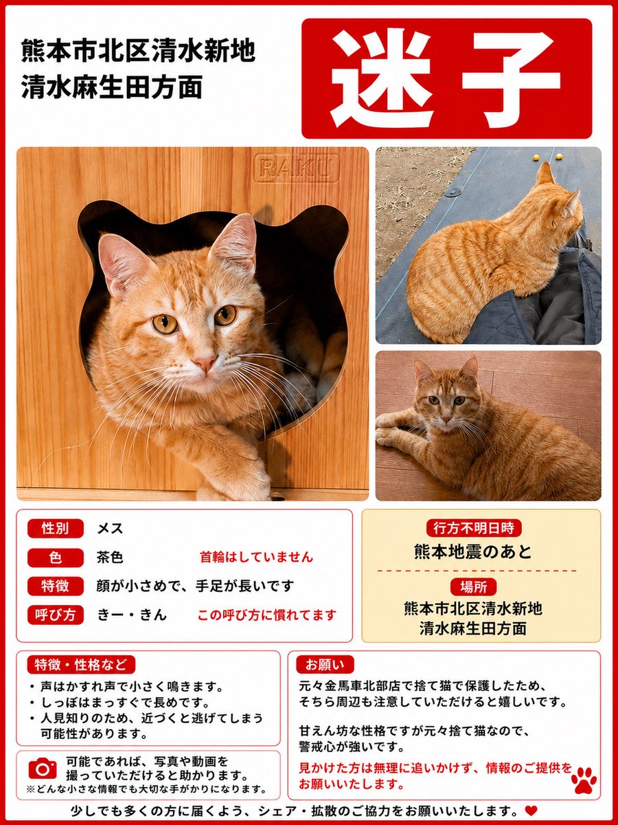 maigo_pet00's tweet photo. 🔴 迷子猫を探しています
DMでご連絡いただきました！

熊本地震のあとから、熊本市北区清水新地・清水麻生田方面で大切な猫ちゃんが行方不明になっています。

🐱 メス
🎨 茶色
🎀 首輪なし

【特徴】
・顔が小さめで手足が長いです。
・「きー・きん」と呼ぶと反応することがあります。
・元保護猫のため警戒心が強く、近づくと逃げてしまう可能性があります。

📍 行方不明場所
熊本市北区清水新地・清水麻生田方面

📅 行方不明日時
熊本地震のあと

元々は金馬車北部店付近で保護された猫ちゃんのため、その周辺にもいる可能性があります。

見かけた際は無理に追いかけず、

・見かけた場所
・日時
・進行方向
・様子

など、どんな小さな情報でもお知らせください。

📸 可能であれば写真や動画を撮っていただけると、保護につながる可能性が高まります。

少しでも多くの方に届くよう、シェア・拡散のご協力をお願いいたします🙇‍♂️