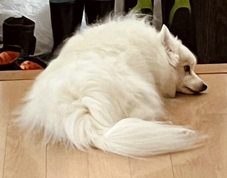 8_minire's tweet photo. これは私が外出したあと旦那から送られてきた、玄関前の廊下で帰りを待ち始めたいぬ(30分後帰宅 https://t.co/1b53NXBPVu