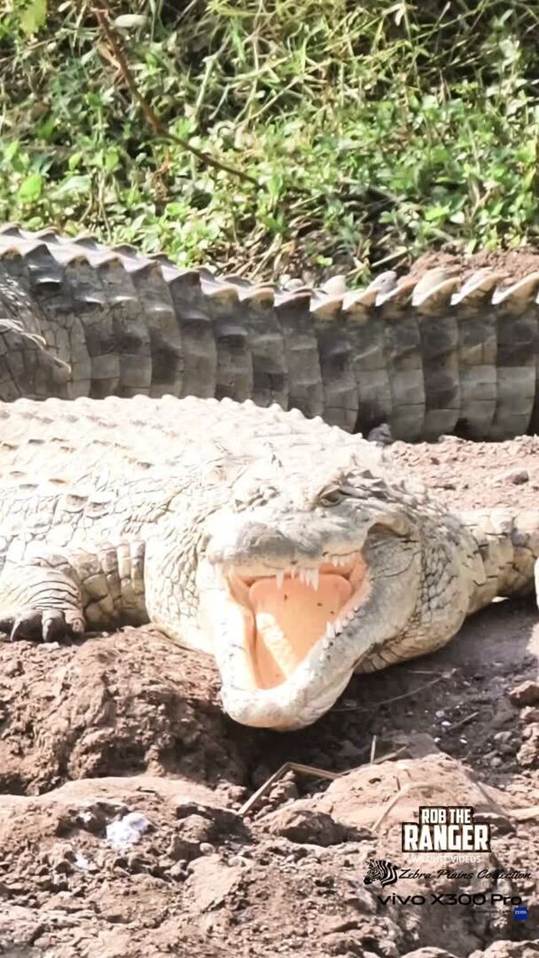Robtheranger's tweet photo. Nile crocodiles, Nairobi National Park
Filmed with the Vivo X300 Pro Photographer Kit from @vivo_mobile_kenya
#nowfilming
#vivox300pro
#vivox300prophotography
#nairobinationalpark
#zebraplainscollection
Check out these special safari offers: … https://t.co/M0zIsVIBsB https://t.co/Bmv0r3DOsY