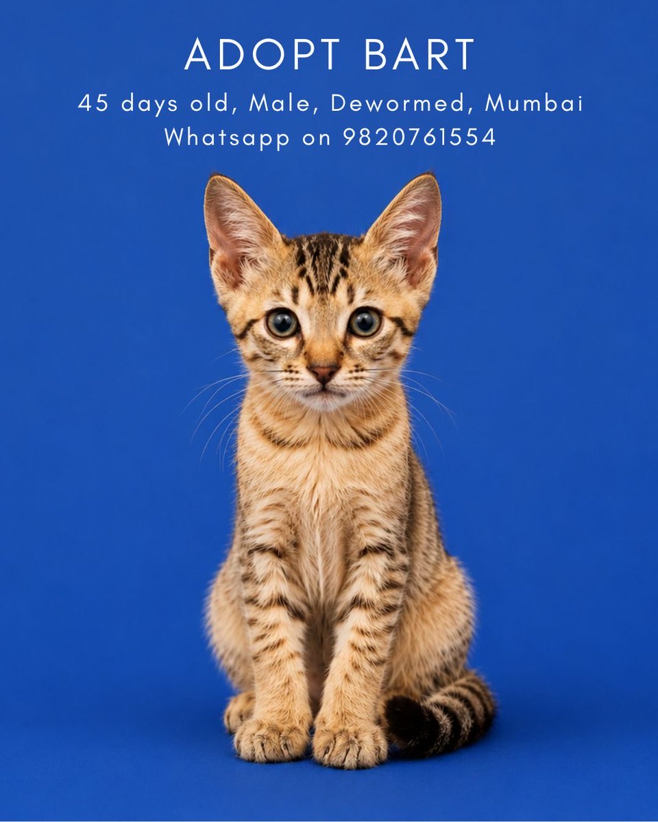 Sandangered's tweet photo. We have two babies looking for their forever homes! 

If you're in a position to adopt either of them, please DM. https://t.co/GAXwWccRVe
