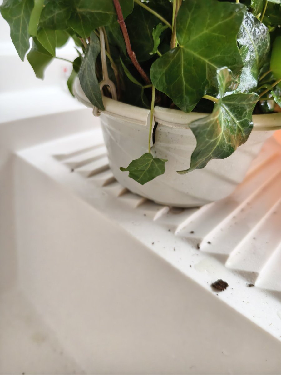 BMcshlang's tweet photo. Taking 2 mins weekly to wipe your houseplant leaves with a soft damp cloth keeps them dust-free, boosts photosynthesis u0026 helps your green friends thrive! https://t.co/PZeVZ2W6xt