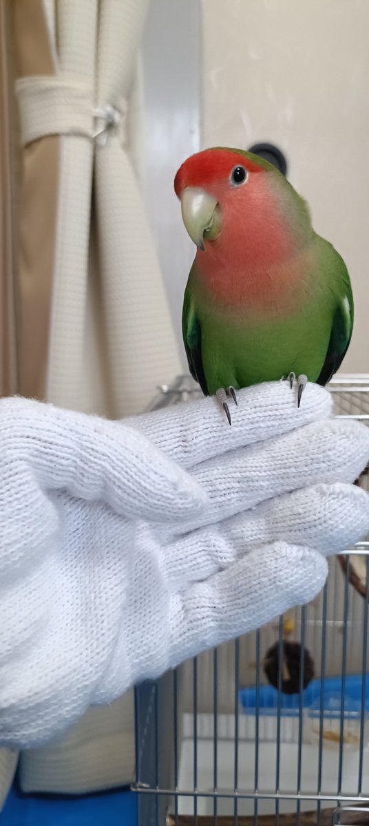 pe0519's tweet photo. 軍手の手はおっかないようです😅

#コザクラインコ
#コザクラかわインコ協会 https://t.co/daRhqssOwW