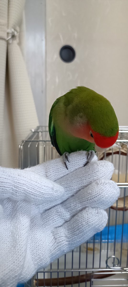 pe0519's tweet photo. 軍手の手はおっかないようです😅

#コザクラインコ
#コザクラかわインコ協会 https://t.co/daRhqssOwW