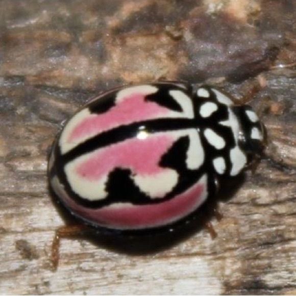 _littlethicket's tweet photo. pink ladybird beetle https://t.co/mi8zcPtBE1