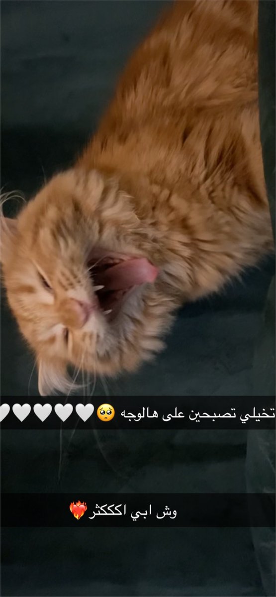 _xll5i7's tweet photo. ماقدررت ما أشارك!!❣️
ام ليلى قلبي راجعي نفسك ❤️ https://t.co/dT1fLBJJM0