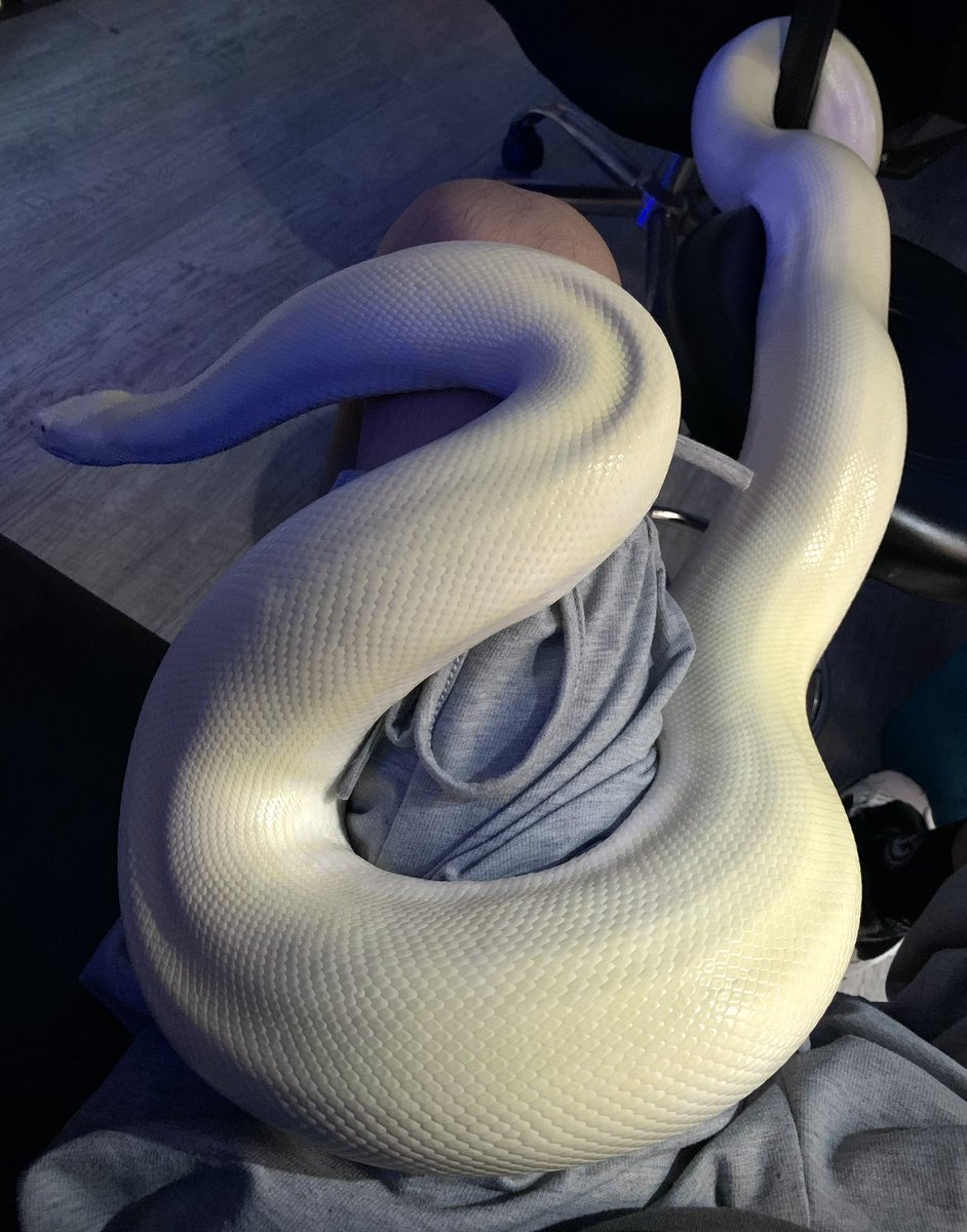 Wangffvrig's tweet photo. 如果大家不想看我🐍的话可以看看我的🐍吗 https://t.co/euSUNIBDSK