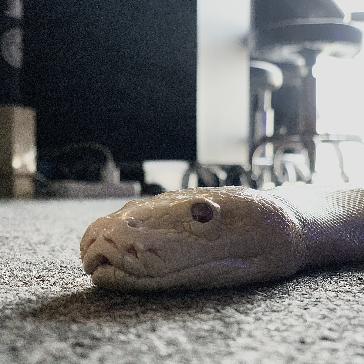 Wangffvrig's tweet photo. 如果大家不想看我🐍的话可以看看我的🐍吗 https://t.co/euSUNIBDSK