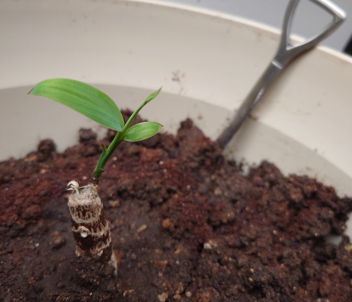 usakoyya's tweet photo. 🌴#Fellowstree
１号の植え替え時、おしょれた根っこから芽が出てきて🌱だいぶ伸びてきたので土に植えました🪴

上のひょろひょろ〜一本の棒だった所はようけしげっとります🌿
酷暑に負けず🌞🔥🫠
２号、３号、４号…みんな元気だよ🌿🌿🌿

#ASKA さんちのはどんな感じかしら🌴 https://t.co/HYK6SVNjnl
