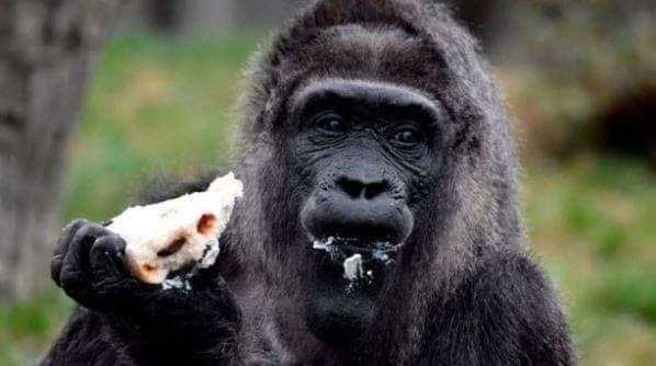 HistoryVille's tweet photo. On June 6, 2019, a Gorilla at the Kano Zoological Gardens, Kano, Nigeria, allegedly "swallowed" ₦6.8 million in entrance fees.

According to an account officer, the gorilla sneaked into an office where the money was kept and then "swallowed" it. #HistoryVille #CrimeStories https://t.co/KiEFA8J0pX