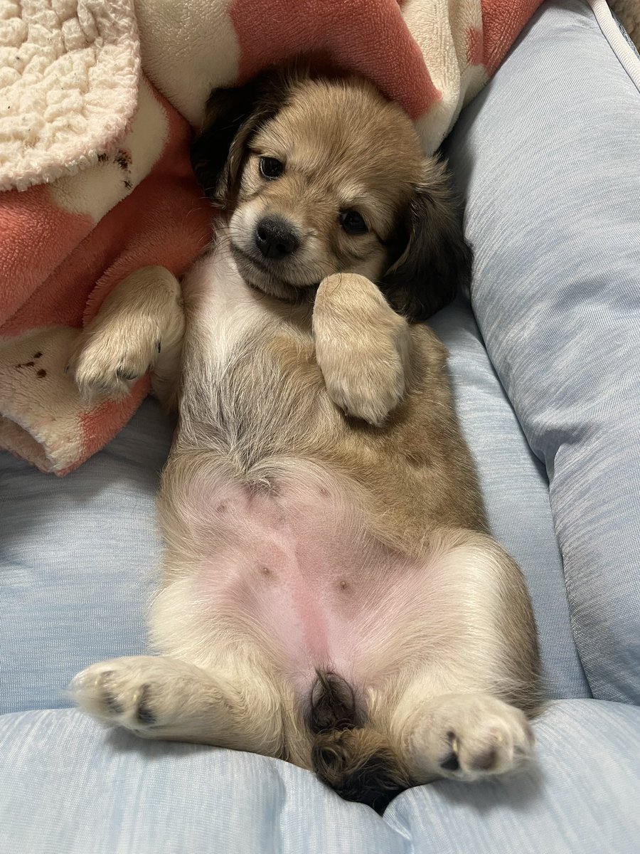 2525hinarom's tweet photo. 新しい家族🐶 https://t.co/geZfyFmkDJ