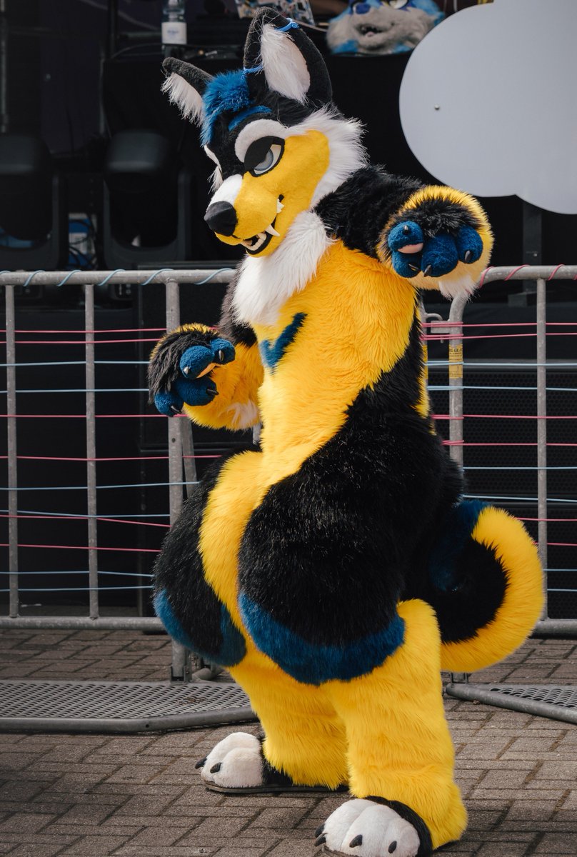 Sutari_Flavo's tweet photo. Happy #Fursuitfriday
Ya boy was shakin' his tail at this years #PurpleClouds
Woof!
📸 @Yoruno_Maneko #Furry https://t.co/UakcPjsUZR