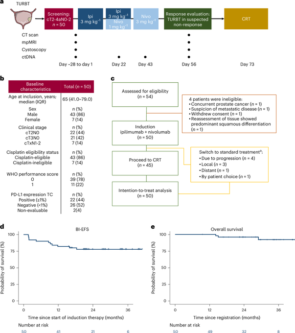 drenriquegrande's tweet photo. ⚡️ INDIBLADE: ipi + nivo induction followed by chemoradiotherapy in stage II/III MIBC (n=50).

2-year bladder-intact EFS: 78%. 2-year OS: 96%.
ctDNA clearance after induction: strong predictor of BI-EFS (HR 8.3).

https://t.co/6UMfFOsuTF

#BladderCancer @NatureMedicine https://t.co/8RuGuQ3a1k