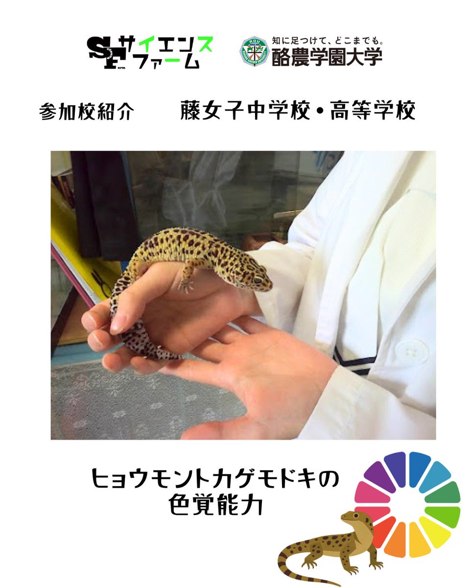 science_farm's tweet photo. 【参加校紹介】
藤女子中学校・高等学校
＼いよいよ明日開催！／
サイエンスファーム発表校の紹介！
演題 ①『ヒョウモントカゲモドキの色覚能力』②『アカハライモリにおける肺活量の個体差について』 
両生類・爬虫類の「知りたい！」に迫る探究です！
#サイエンスファーム2026 #酪農学園大学 https://t.co/WVfjijtzeI