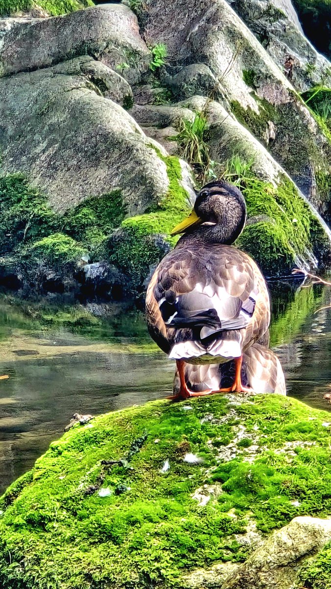 6032ky's tweet photo. 우리 동네 ~ 정릉천 오리의
카리스마 ~💕🦆✨️ https://t.co/zzoIxHXfNa