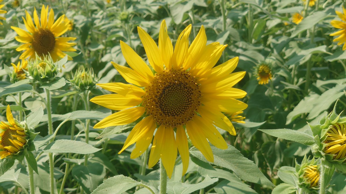 shigemono's tweet photo. 伊佐沼のひまわり🌻
まだ3分咲くらいですが
キレイ https://t.co/c0JKahN4a5