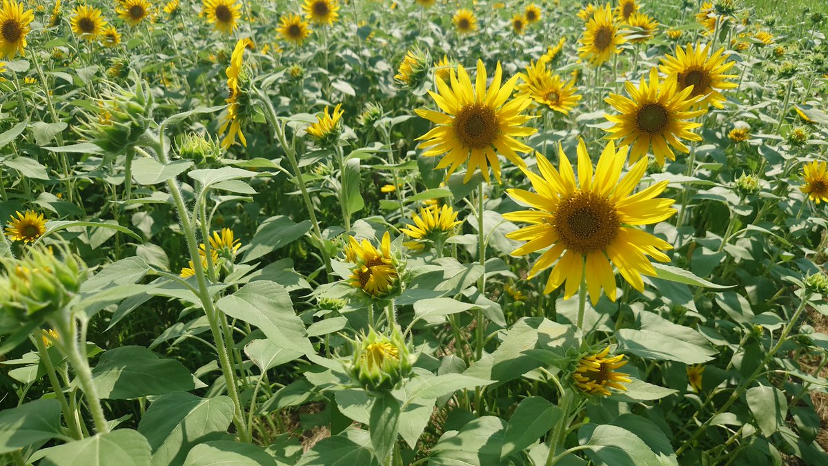 shigemono's tweet photo. 伊佐沼のひまわり🌻
まだ3分咲くらいですが
キレイ https://t.co/c0JKahN4a5