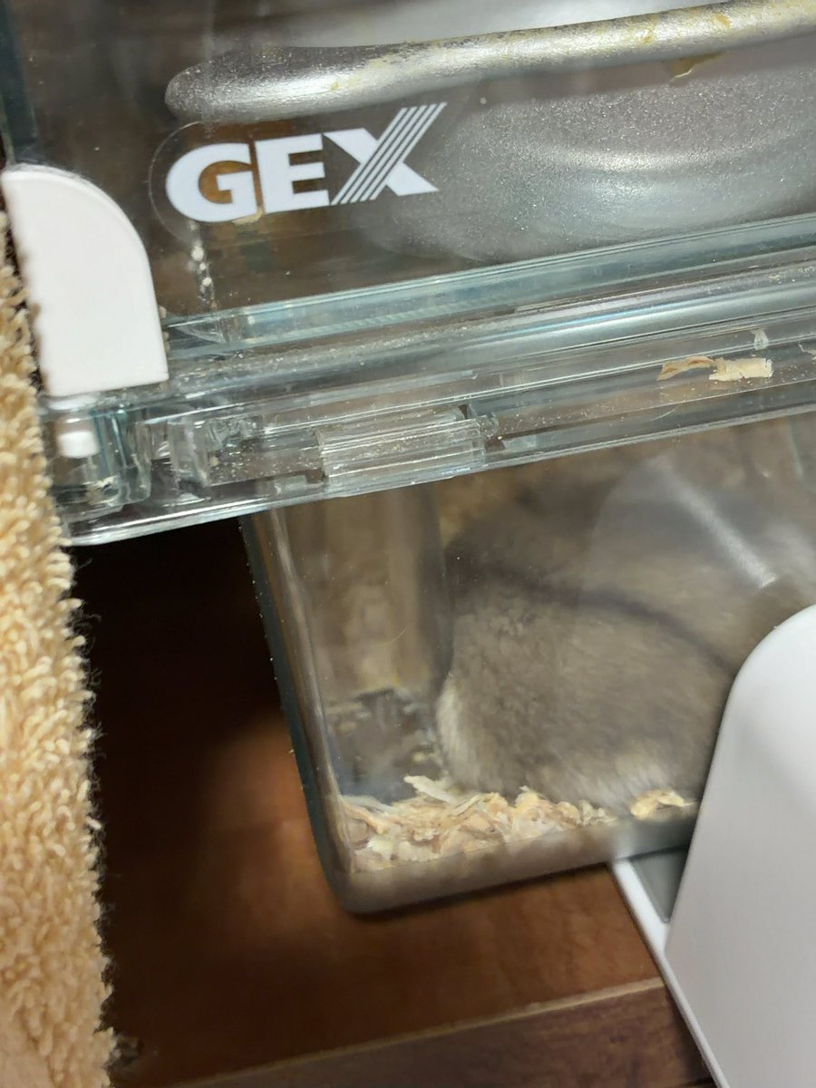 _pottyar_h's tweet photo. エアコン付けてていつも通りやけど
珍しくこんな所で🐹💤 https://t.co/mPJr6OkoWm