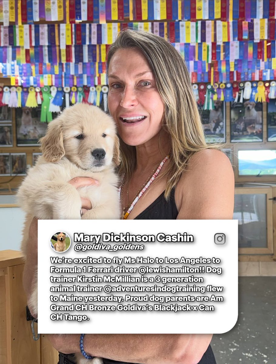 SirLewisLane's tweet photo. July 19, 2026 posted

Lewis’ new dog 🐶

ハミルトンの新しい相棒

[📸：goldiva_goldens IG] https://t.co/ybxi1u4fR7