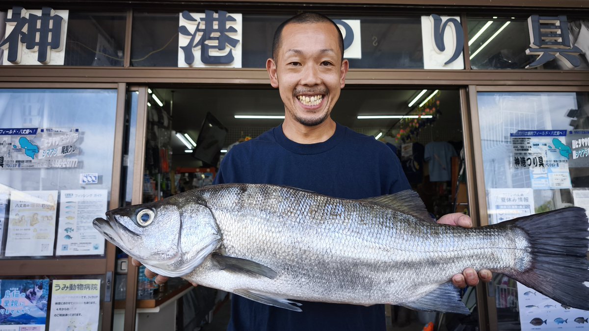 kaminato_'s tweet photo. またまた地元の沖山くんヒラスズキ81cm5.76kgをGet's🎣
今回は前回より1cm小さいけど300g超重い良型のヒラスズキ
足元で飛び出てきた模様で、ヒットルアーはミノーのグリーン系
ヒラスズキに目覚めた沖山くんの今後に期待大👍
＃八丈島　＃八丈の激レア魚 https://t.co/kbvwU24dy6