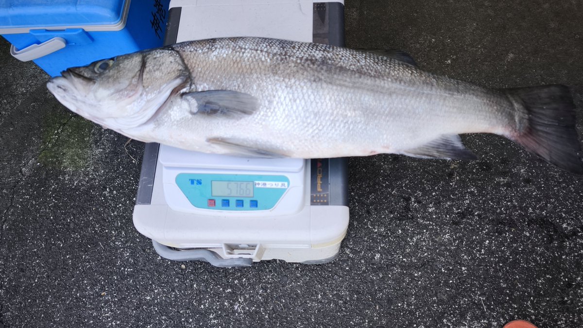 kaminato_'s tweet photo. またまた地元の沖山くんヒラスズキ81cm5.76kgをGet's🎣
今回は前回より1cm小さいけど300g超重い良型のヒラスズキ
足元で飛び出てきた模様で、ヒットルアーはミノーのグリーン系
ヒラスズキに目覚めた沖山くんの今後に期待大👍
＃八丈島　＃八丈の激レア魚 https://t.co/kbvwU24dy6