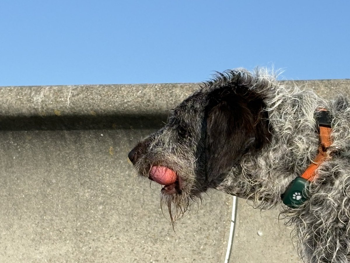 HayhurstBoo's tweet photo. Me? Found a ball….. #beachfind #dog #ball #love #friday https://t.co/NtIMAP283y
