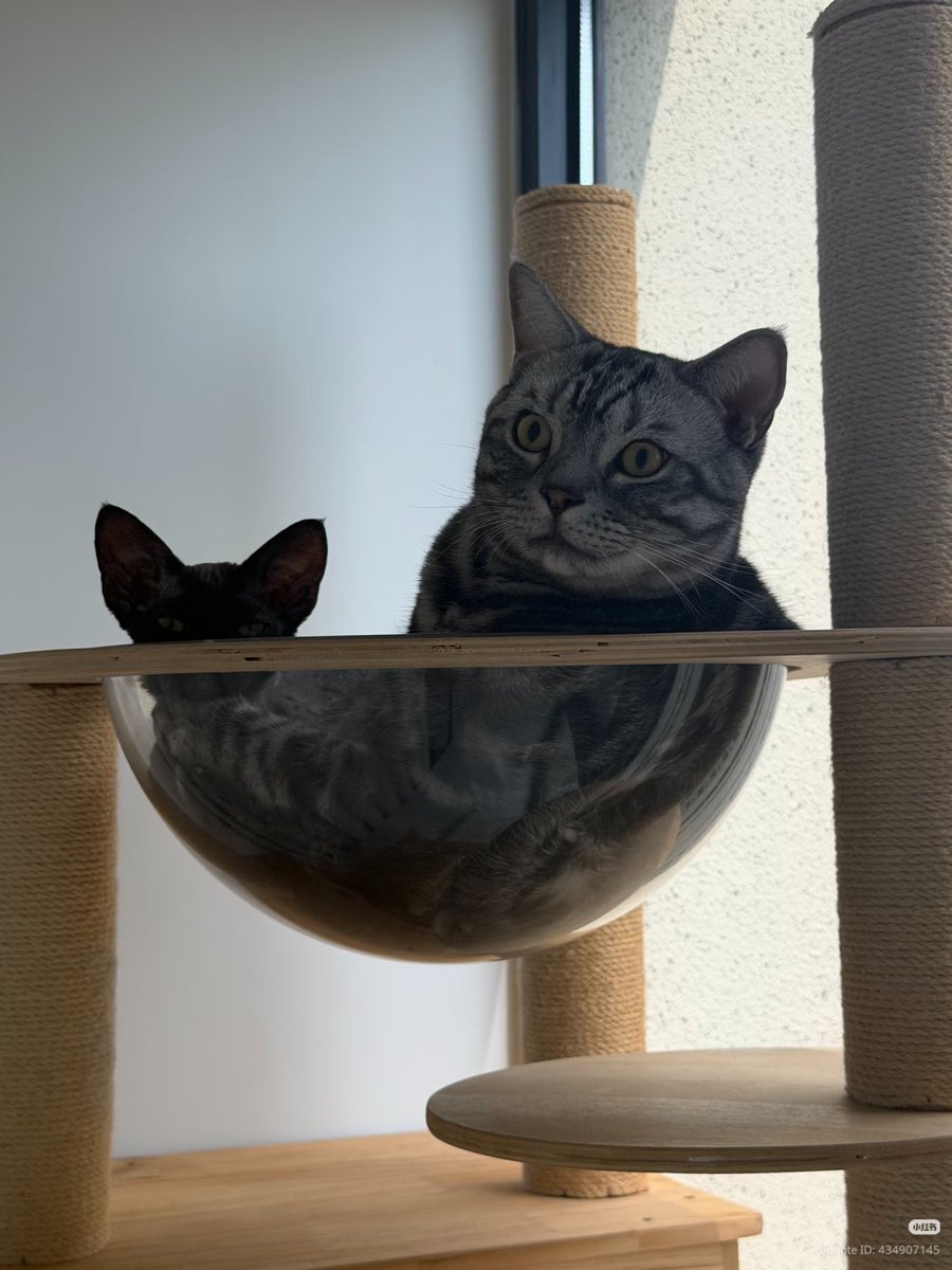 nocontextscats's tweet photo. Optical illusion https://t.co/TajRTeZANt