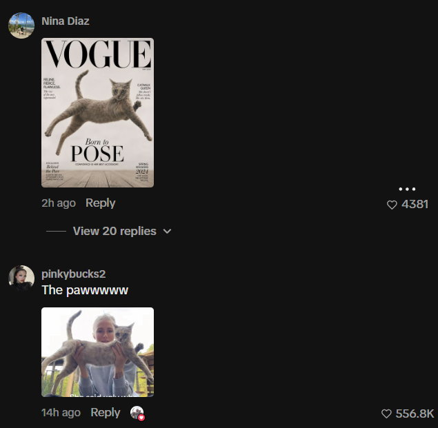 peaceful_dev_'s tweet photo. Could be runner of the day, over 2.2 MILLION likes and 6 MILLION views in 12 hours on TikTok.

This is Cheshire, the Vogue Cat (read for name proof) and everyone is memeing her in the comments. This girl called her cat ugly and the cat immediately stroke a pose and served face, it was wild.

Check out the vid + comments + name proof.

X comm: https://t.co/BqN76EGJAz

TikTok: https://t.co/8BswjV4fLM

Name proof (1:59): https://t.co/nSgbw8KToK