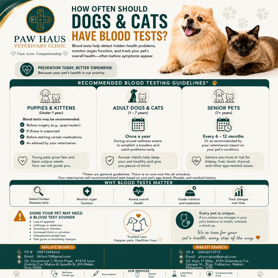 paw_haus's tweet photo. 🩸 A simple blood test can detect hidden health issues before symptoms appear. Protect your pet with early diagnosis and preventive care at Paw Haus Veterinary Clinic. 🐾 #PetHealth #PawHaus https://t.co/5cikpvBFnh