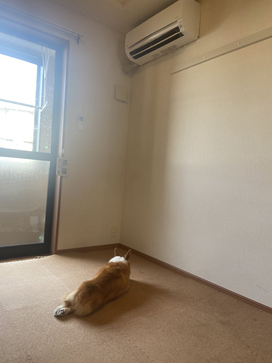 2lQap's tweet photo. エアコンのある生活が戻って来ました。
#コーギー https://t.co/B7gpKFsuLH