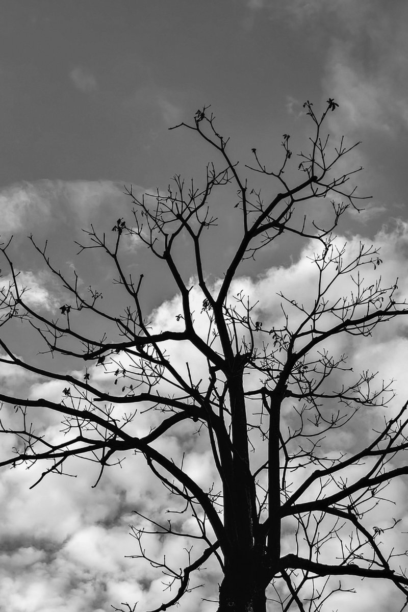 Bahakaimadara's tweet photo. 季節は、ときに葉を連れ去る。
風雨は、ときにその跡を残す。
けれど、一つの木の高さを決めるのは、
何を失ったかではない。
それでもなお、空へ向かって伸び続けようとする意志なのだ。 https://t.co/3zMKO1nTsx