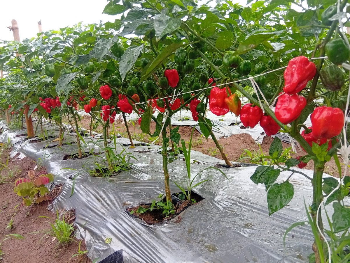 farmaggregateng's tweet photo. Whatever you see us producing and achieving in vegetable production is not by chance.
Behind every productive farms are years of #learningart, continuous #improvement, #research, #reading, and practical field #experience.
Agriculture is a science that rewards those who never stop learning. Every production season teaches something new. Every challenge presents an opportunity to improve. Every field trial adds to our knowledge. Every book, research paper, and on-farm observation helps us make better decisions.
At @farmaggregateng, we don't rely on assumptions. We combine scientific knowledge with practical experience to build production systems that are productive, profitable, and sustainable.
The results you see today are the outcome of countless hours invested in understanding crops, testing ideas, analysing outcomes, and refining our #agronomic practices.