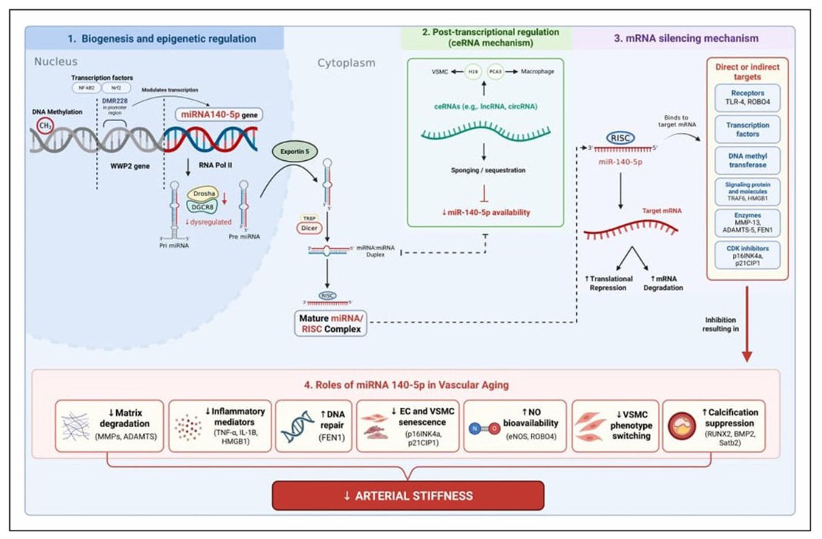 APTjournalOA's tweet photo. 🗣️Call for reading and sharing  
Role of miR-140-5p in vascular aging and arterial stiffening: a review of potential mechanisms
 URL:   https://t.co/1npG9toJ4G https://t.co/v6JFyXFwNJ