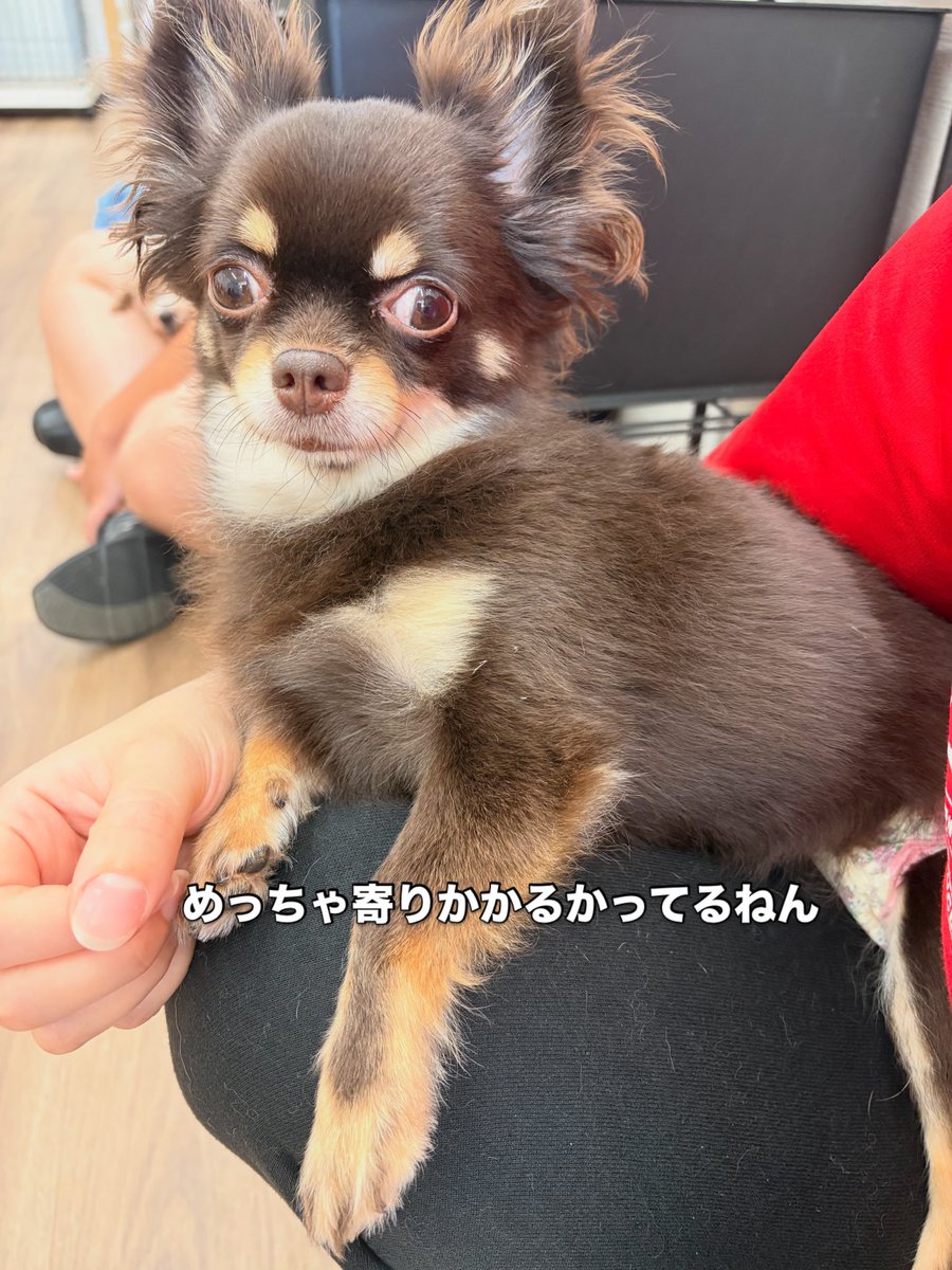 犬の気持ち (@9usnwlh40i8r9t9) / Posts / X