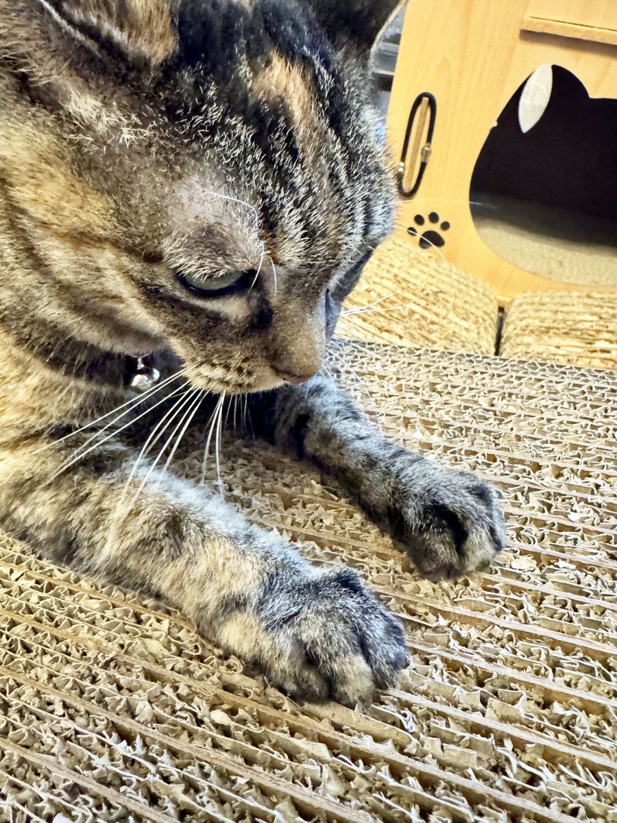 fumitomo's tweet photo. 今日のピーちゃん
7/31 金曜日
爪とぎ、つめとぎ

#ピーちゃん
#猫部
#ねこ部
#Blueskyねこ部
#猫のいる暮らし https://t.co/cneLn2xMaH